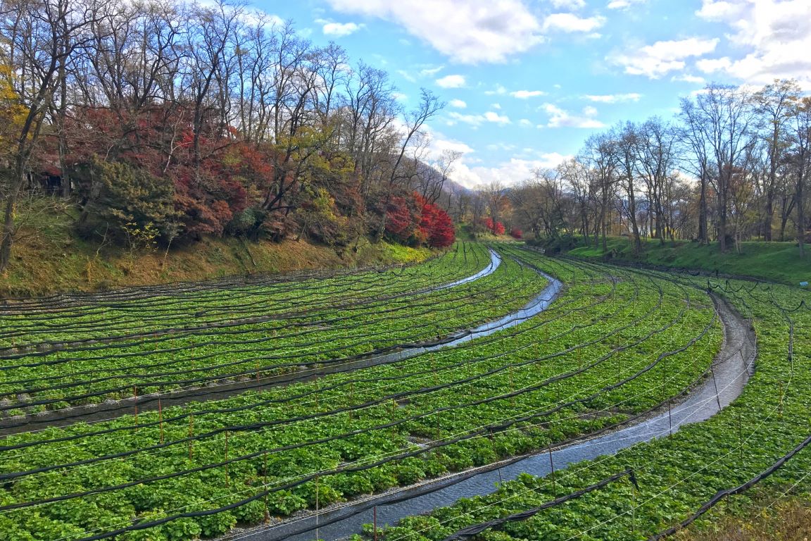 Daio Wasabi Farm